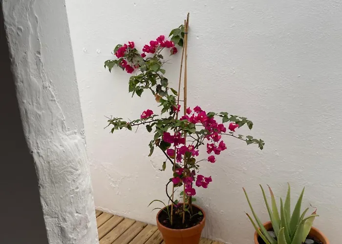 Διαμέρισμα Casa Frida